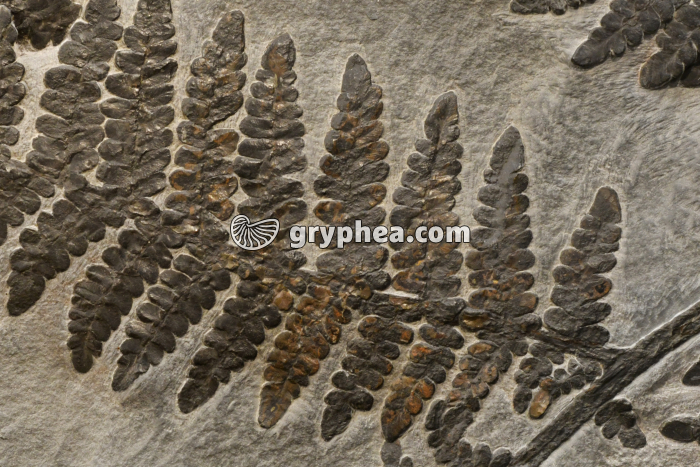 Fronde de fougère fossilisée - détail - gryphea.org